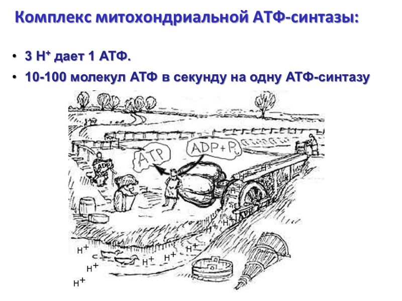 Комплекс митохондриальной АТФ-синтазы:  3 Н+ дает 1 АТФ. 10-100 молекул АТФ в секунду